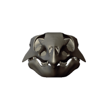 Aquilops Skull (In Progress)