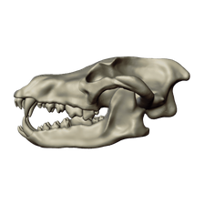 16 - Wolf Skull