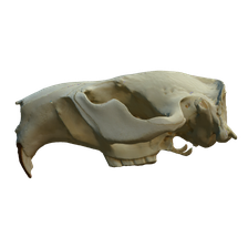 Beaver-Skull-Needs-tooth