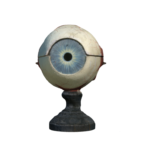 Mutter eyeball teaching model