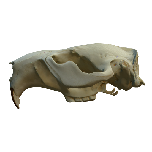 Beaver-Skull-Needs-tooth