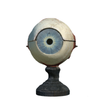 Mutter eyeball teaching model