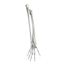 Hand Skeleton