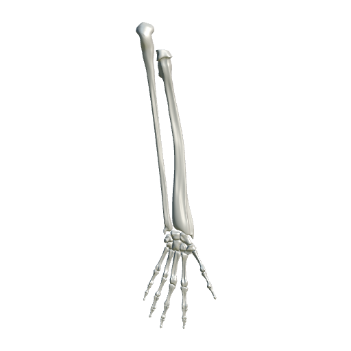 Hand Skeleton