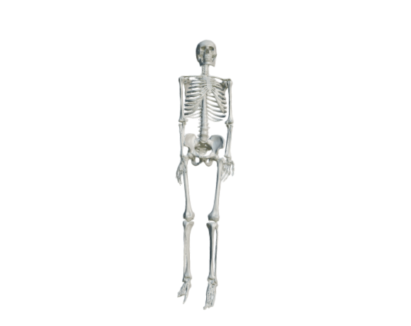 Human Skeleton HD Mode