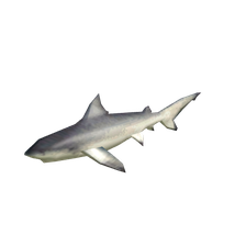 shark