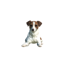 Jack Russell Terior