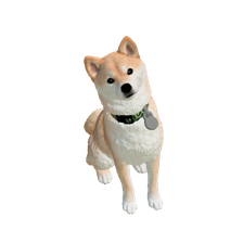 shibainu