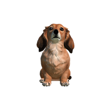 Miniature Dachshund