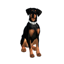 Doberman