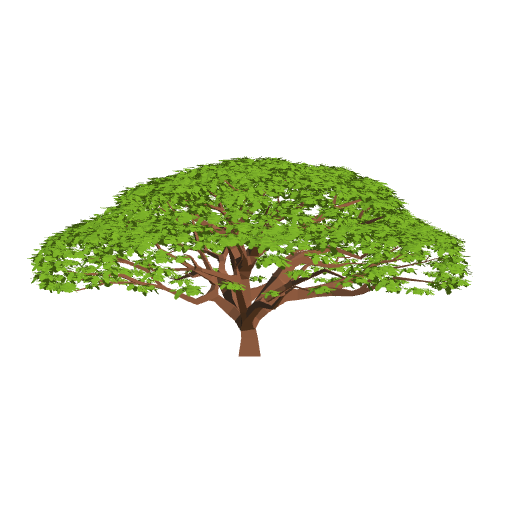 Tree Guanacaste
