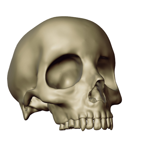 Sculptris skull