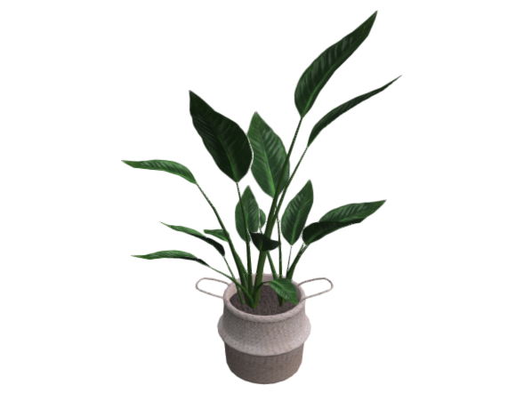 Pot plants with green leaves