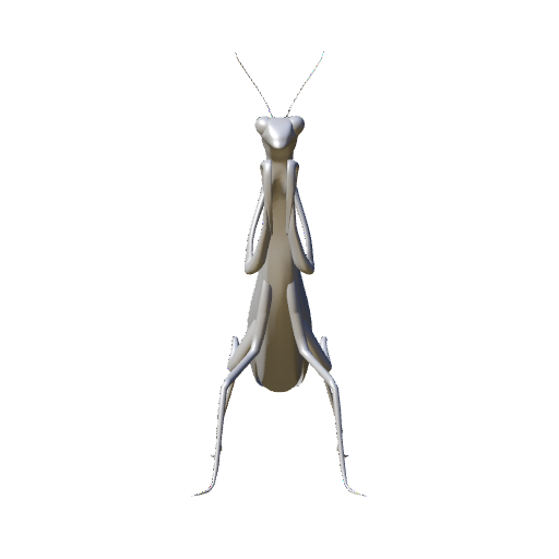 mantis