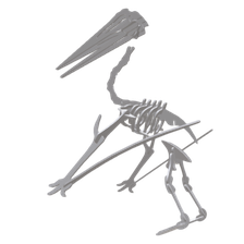 quetzalcoatlus pelvis head