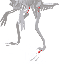 velociraptor attach legs