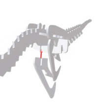 velociraptor ischium
