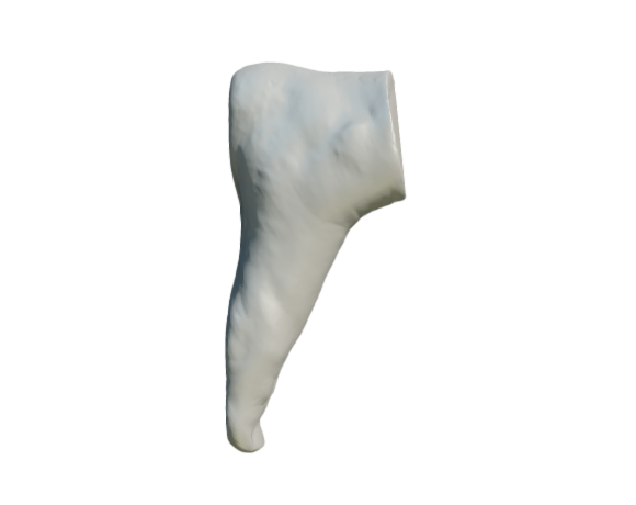 3D scan: Human Foot