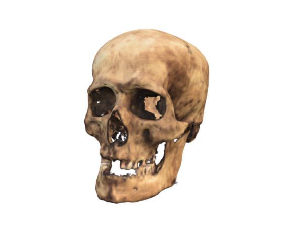 A model of a skull